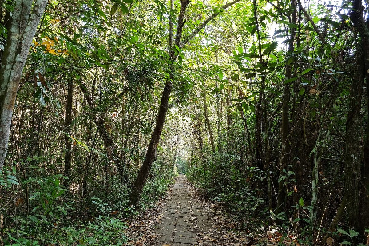 A shaded green path running through the dense trees of Kumarakom Bird Sanctuary.