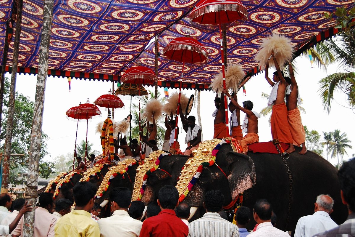 Caparisoned elephants in golden nettipattam headdresses beneath ceremonial parasols at a Kerala temple festival.
